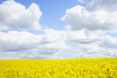 Yellow Flower Garden