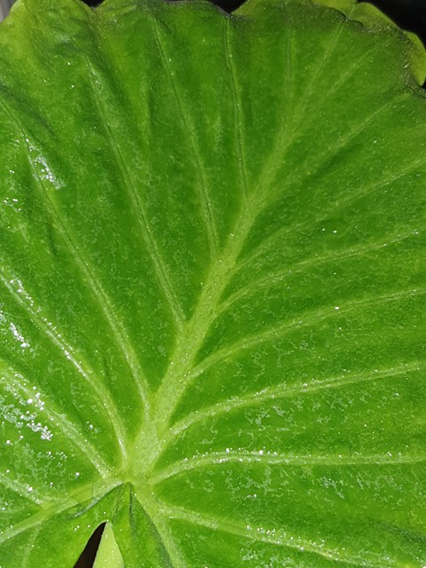 blatt