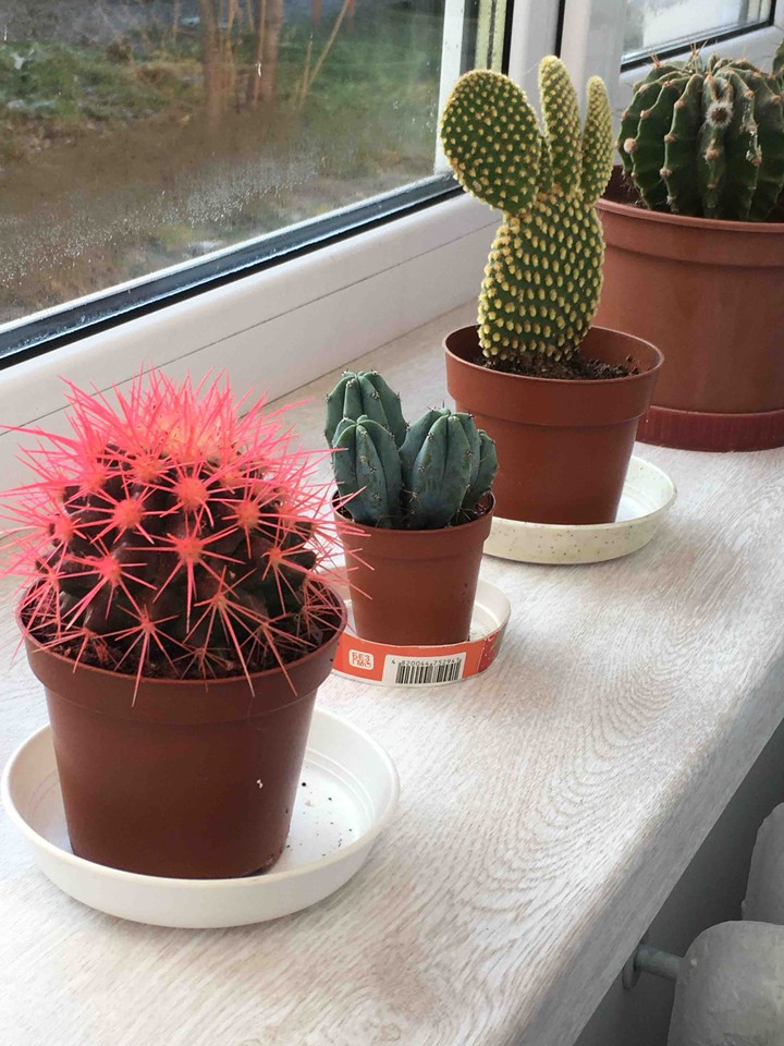 cactus