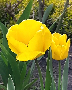 Dance of flowers.