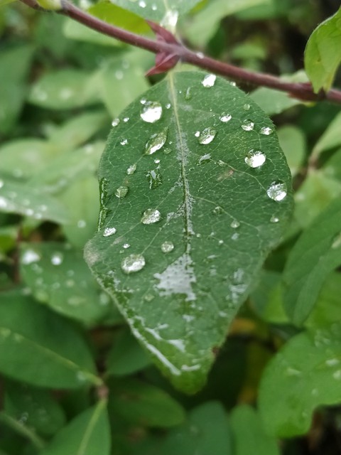 лист с водичкой