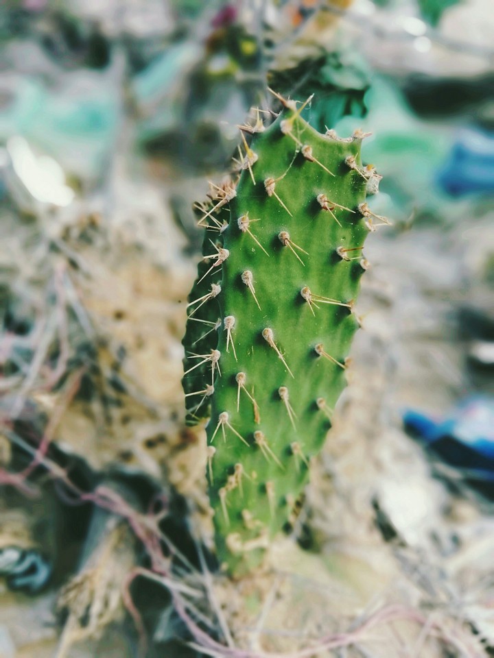cactus