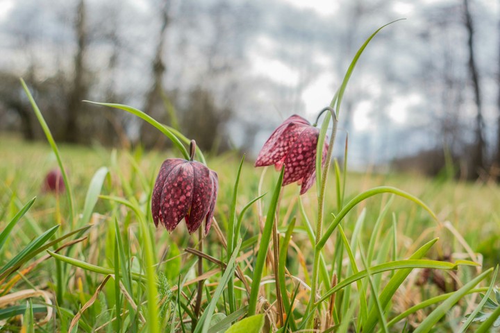 swamp tulips