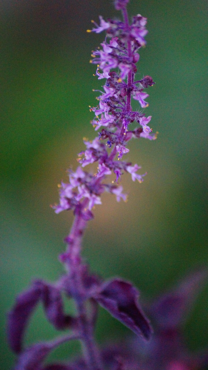 basil flower