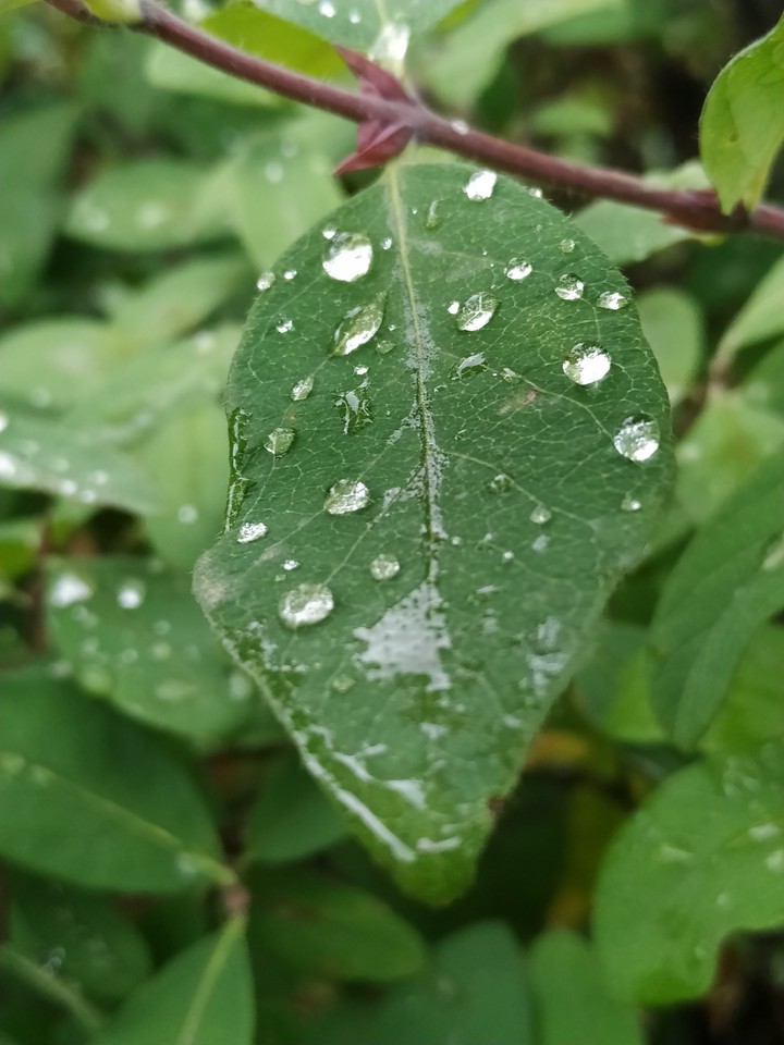 лист с водичкой