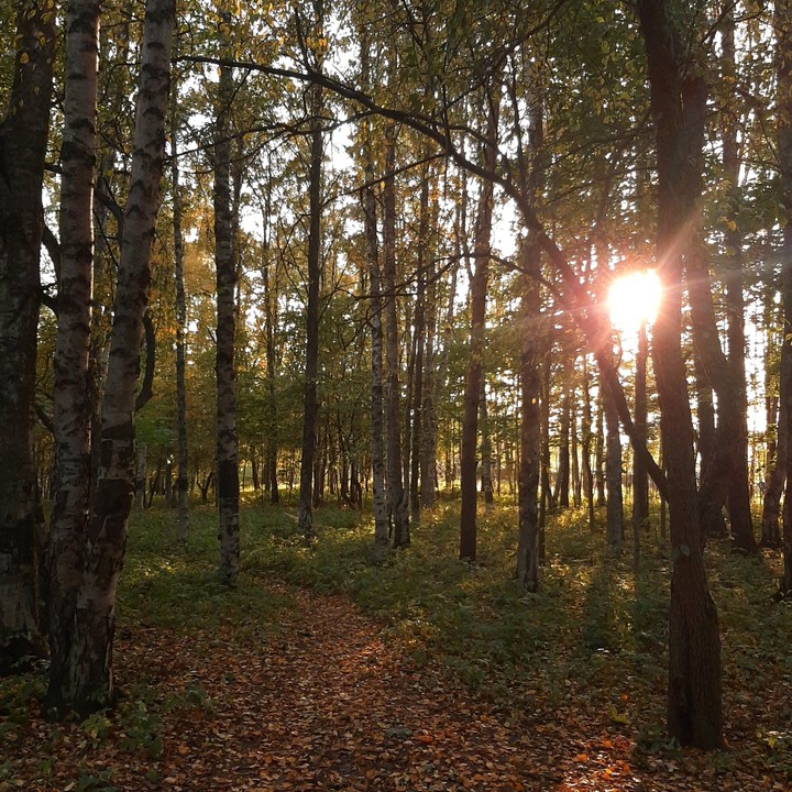autumn