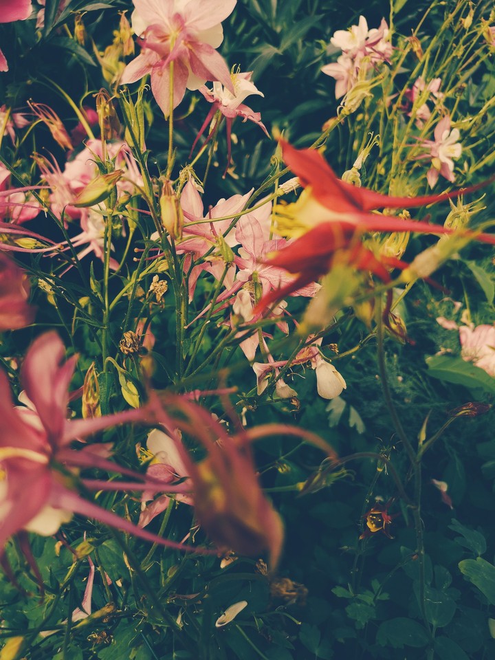 fun flower