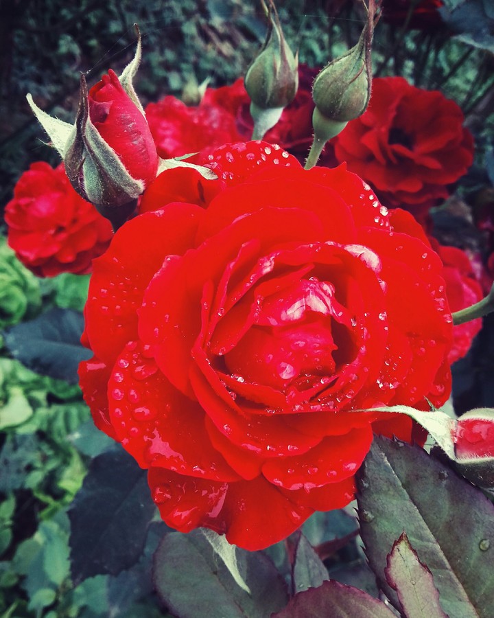 rose
