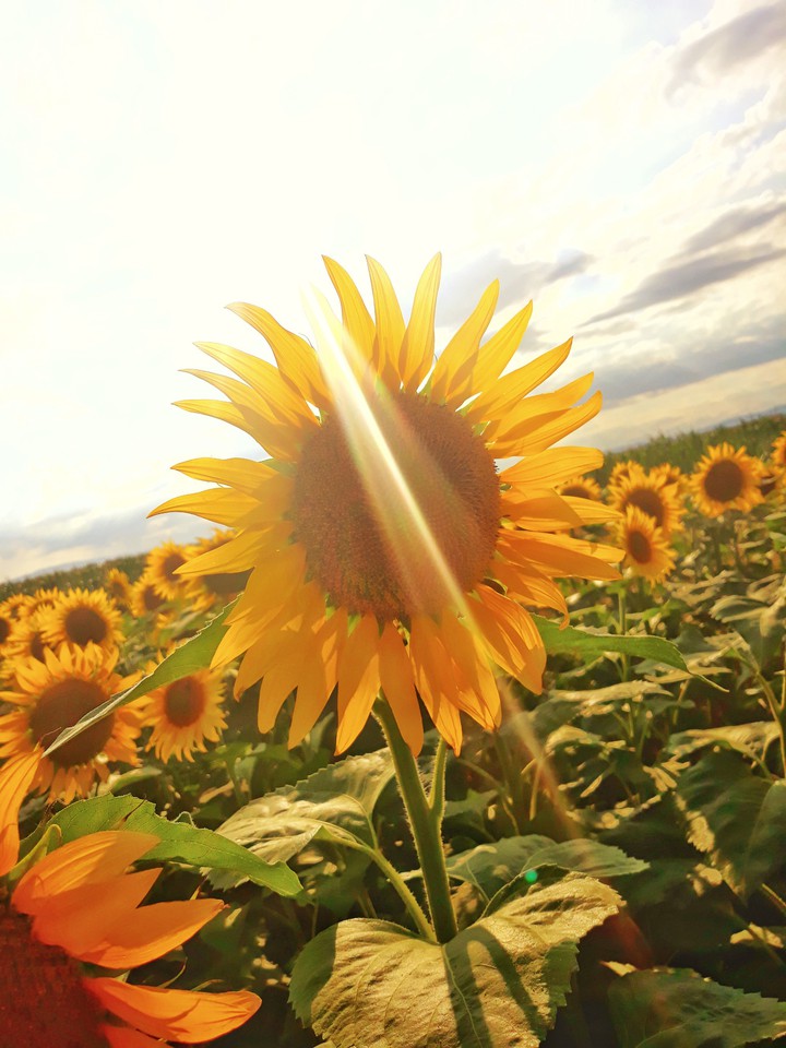Sunflower