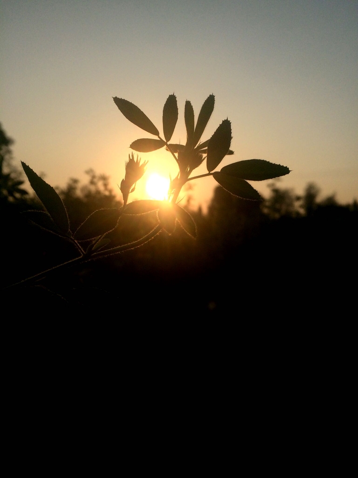 morning