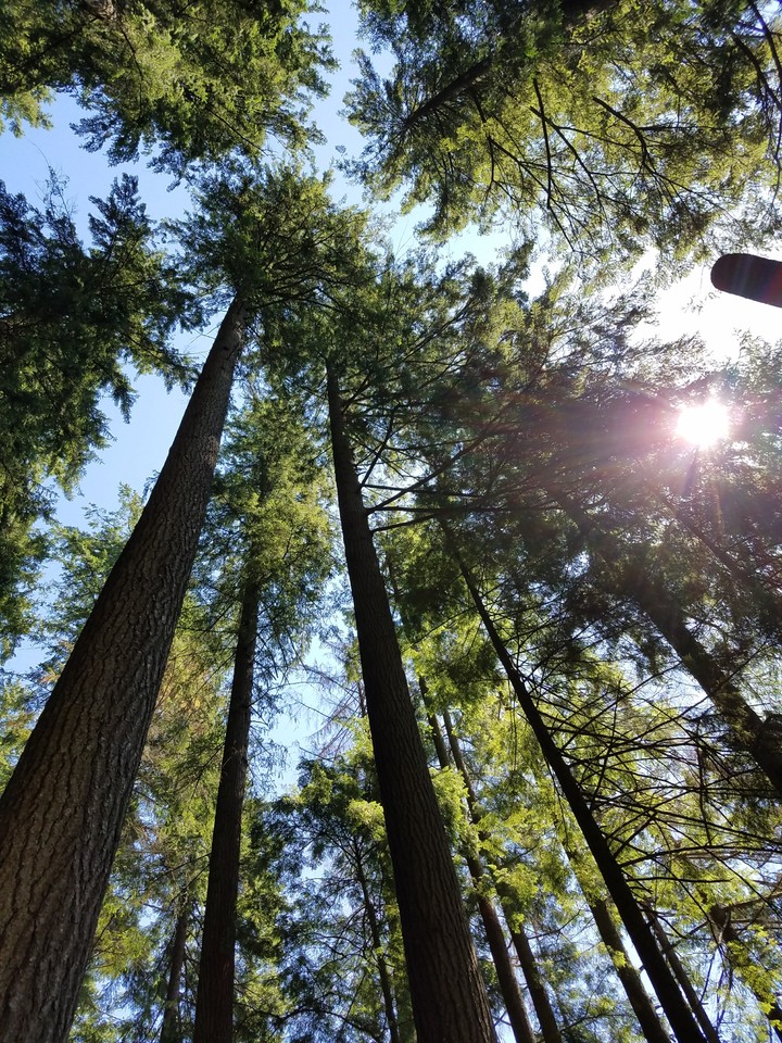 Tall Trees