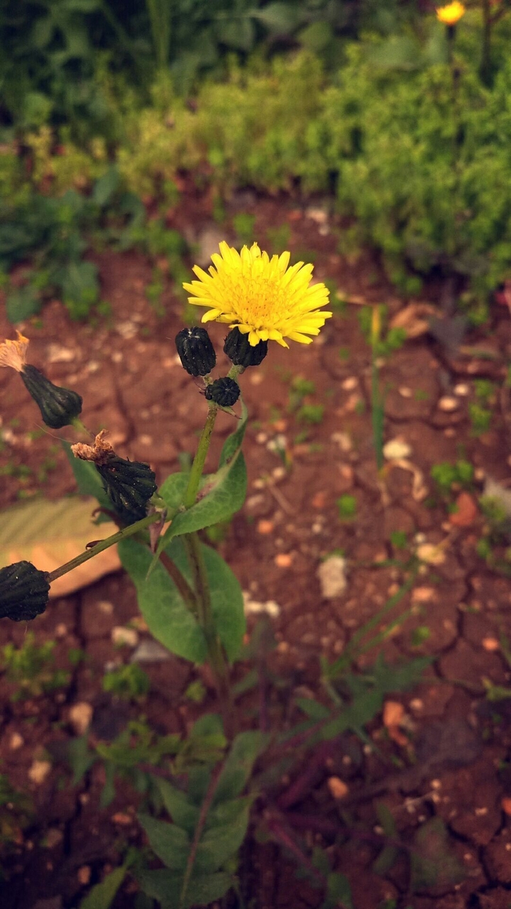 spring