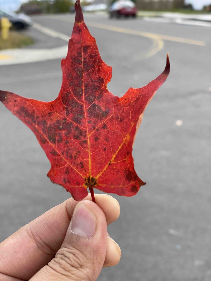 Maple Tree Leave