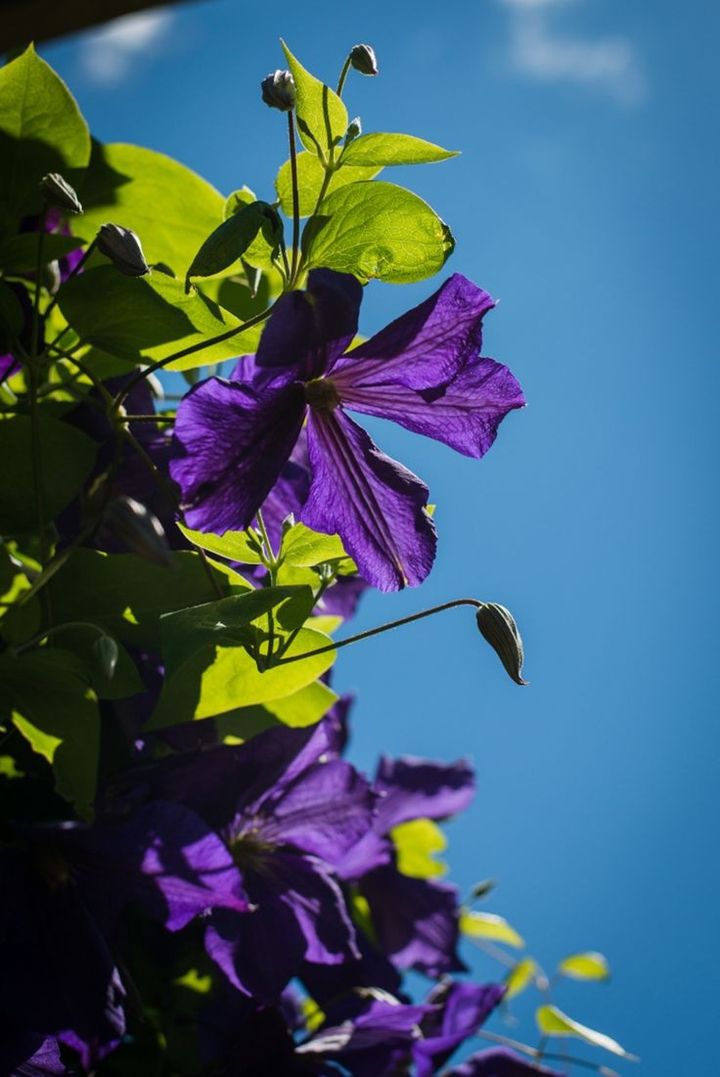 ⚘