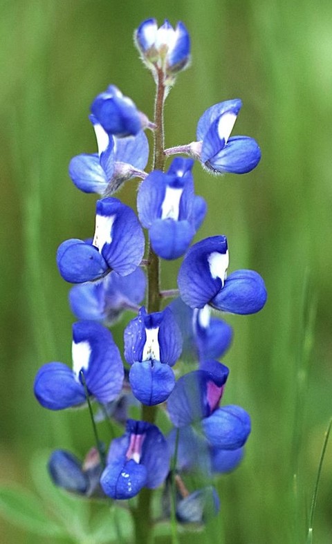 sfondi blue, bluebonnet