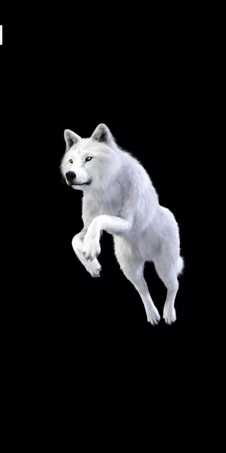 wolf