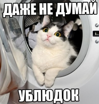Кот в стиральной машине