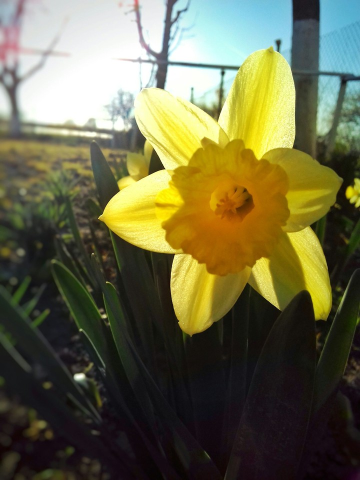 #spring