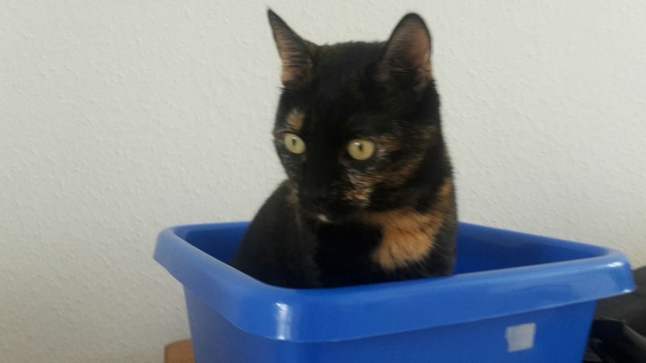 sweet chikita
