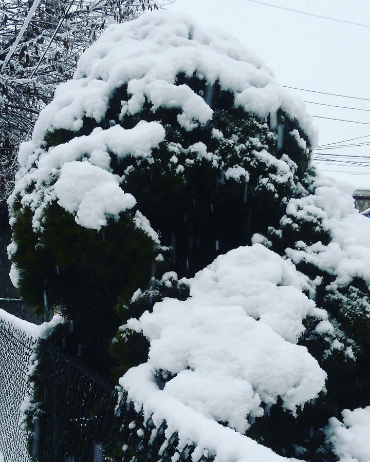 snow on tree