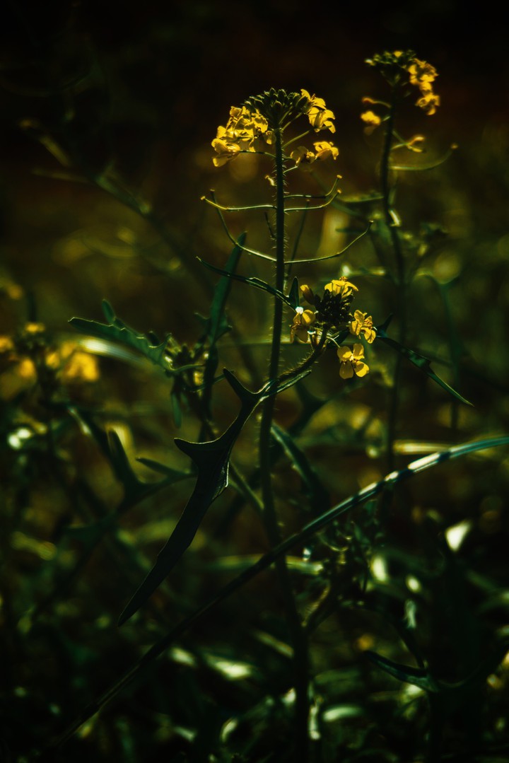 last green