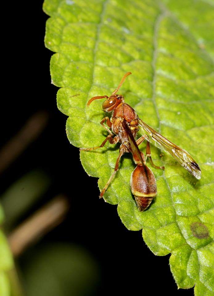 Bug Fly