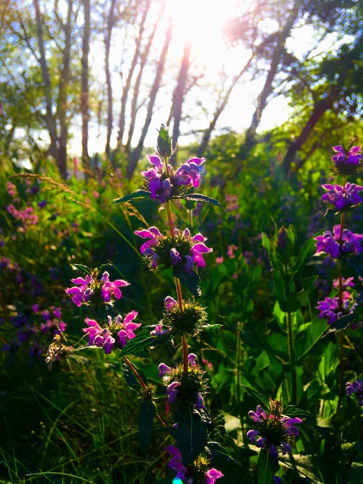 purple flowers