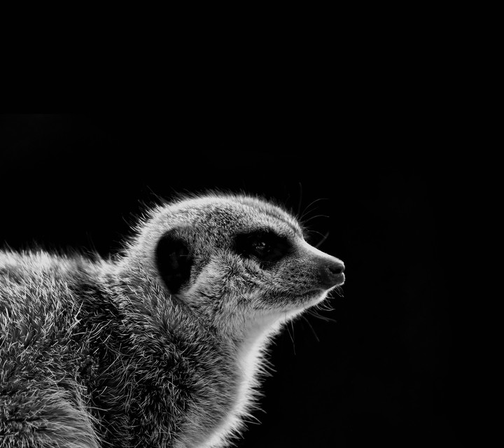 animal