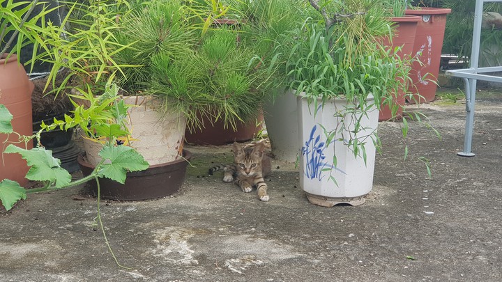 cat