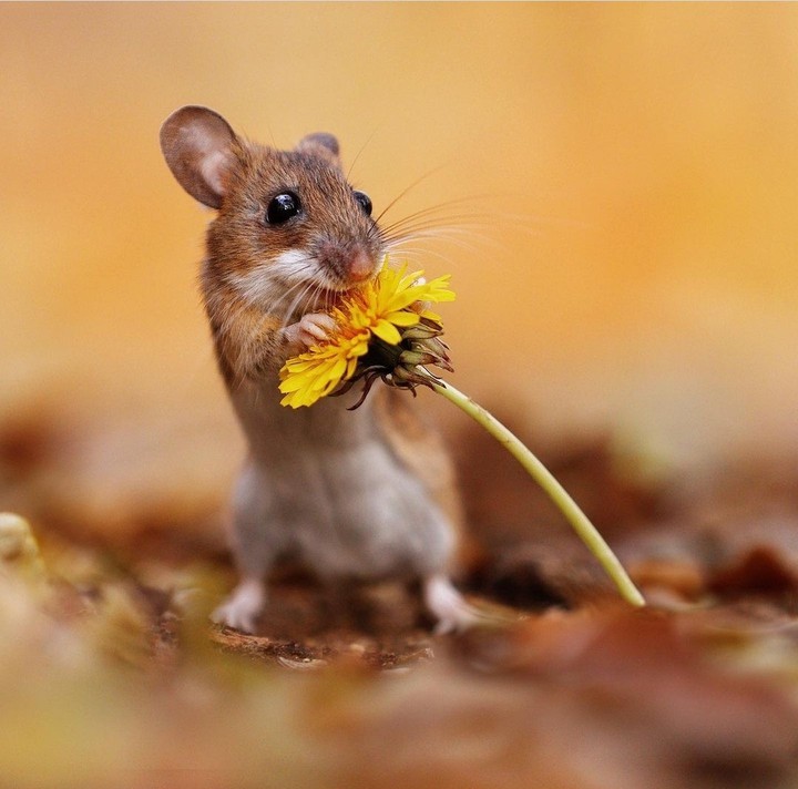 cute mouse...