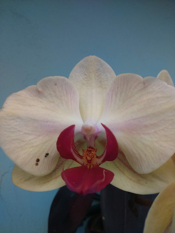 Orquídea hermosa