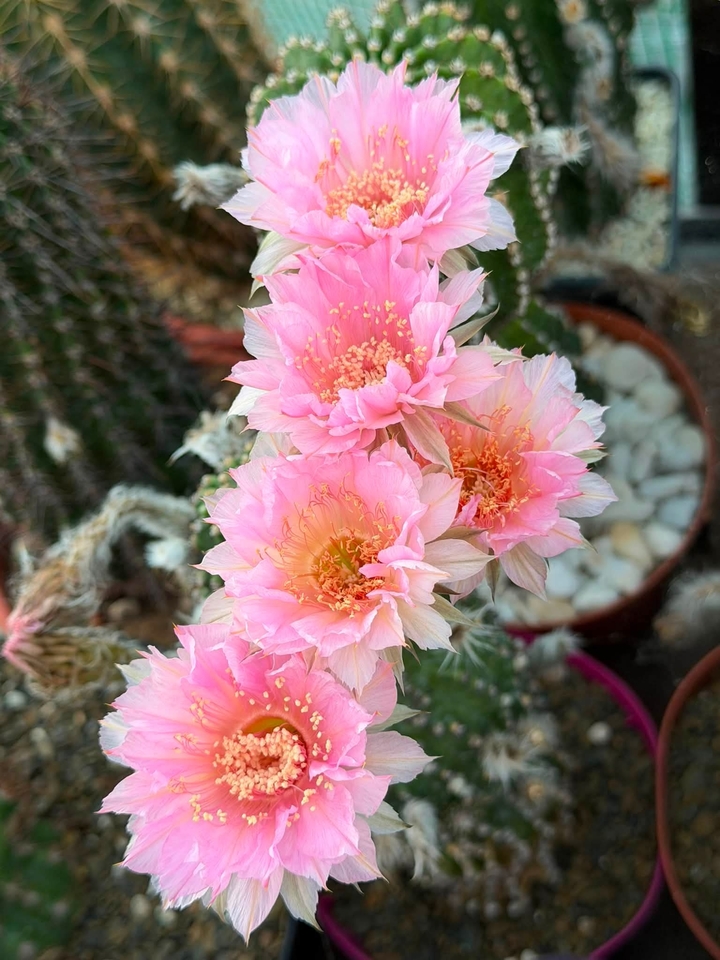 тапети petal, Cactus