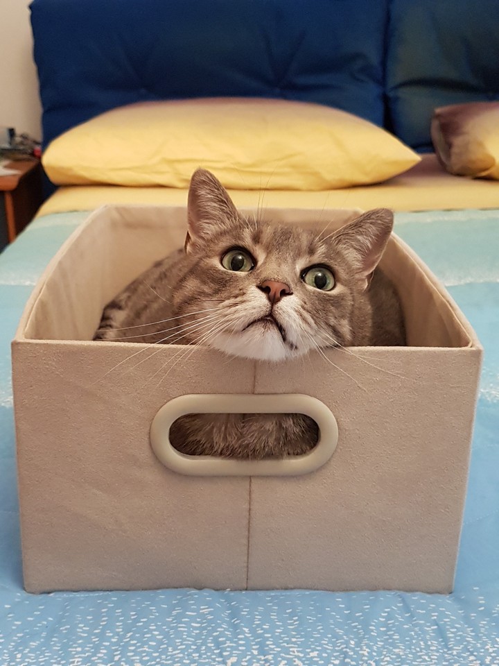Yoda