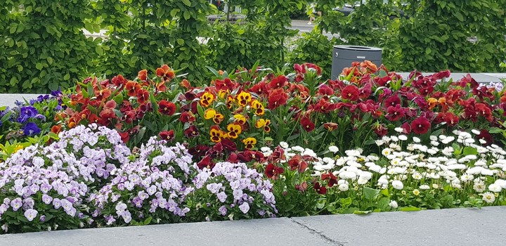 blumenmeer