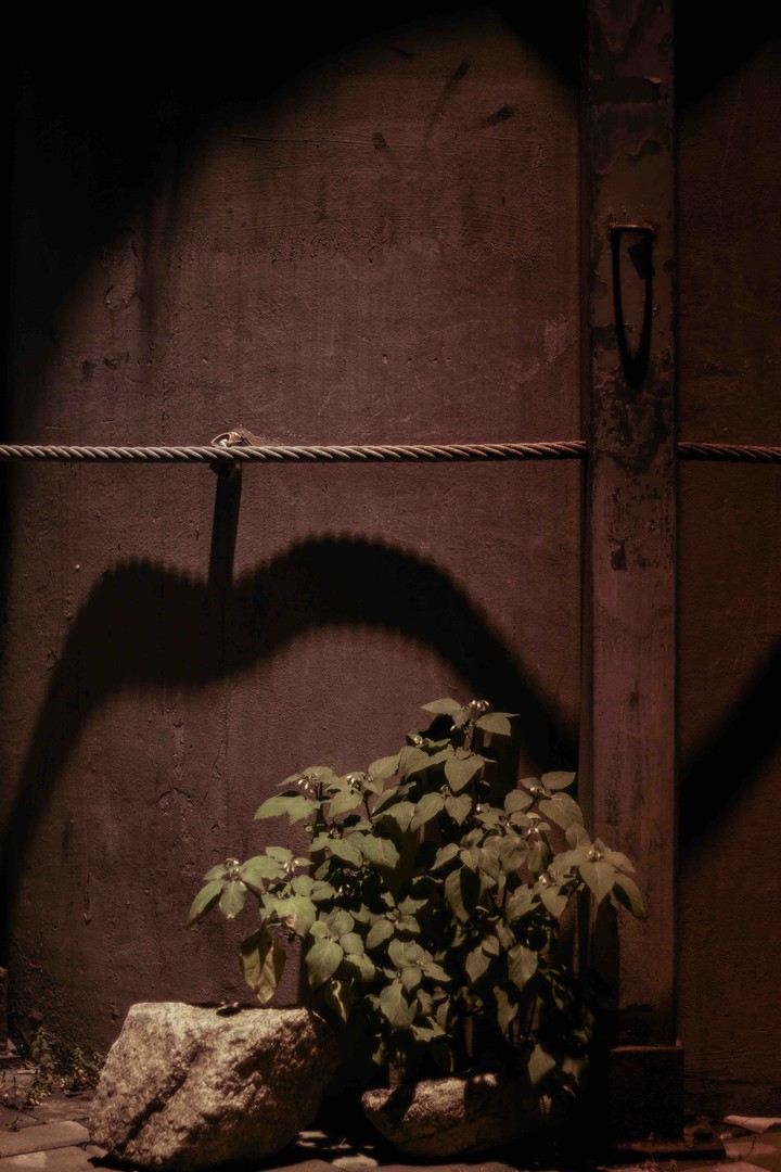 a plant under a dark light