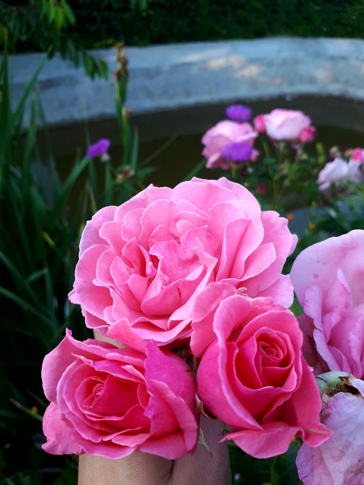 pink roses