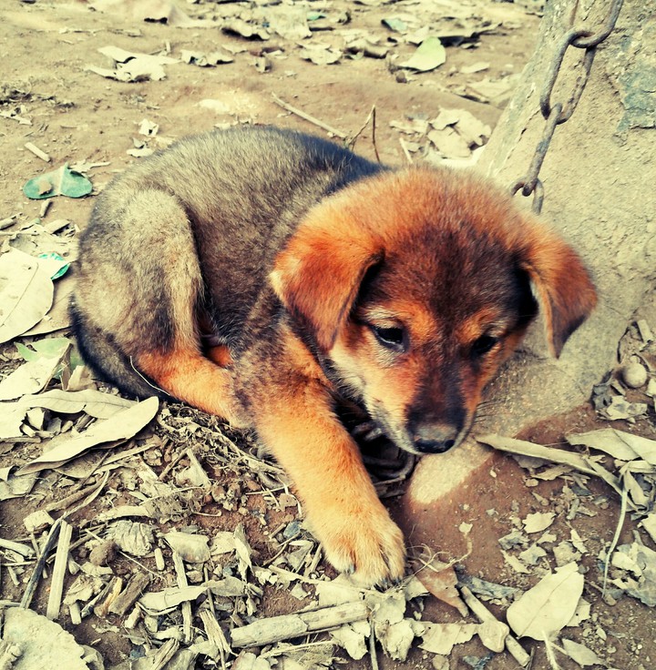 my pet