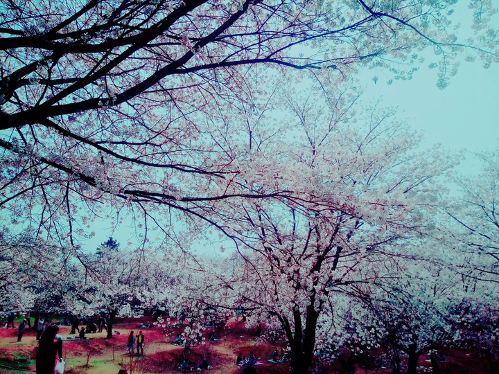 벛꽃