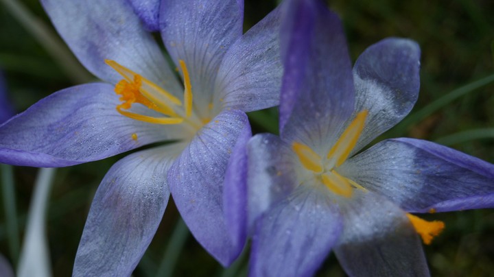 Purple Flower