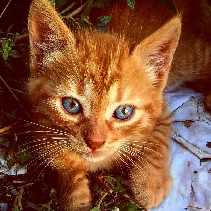 cat in the garden