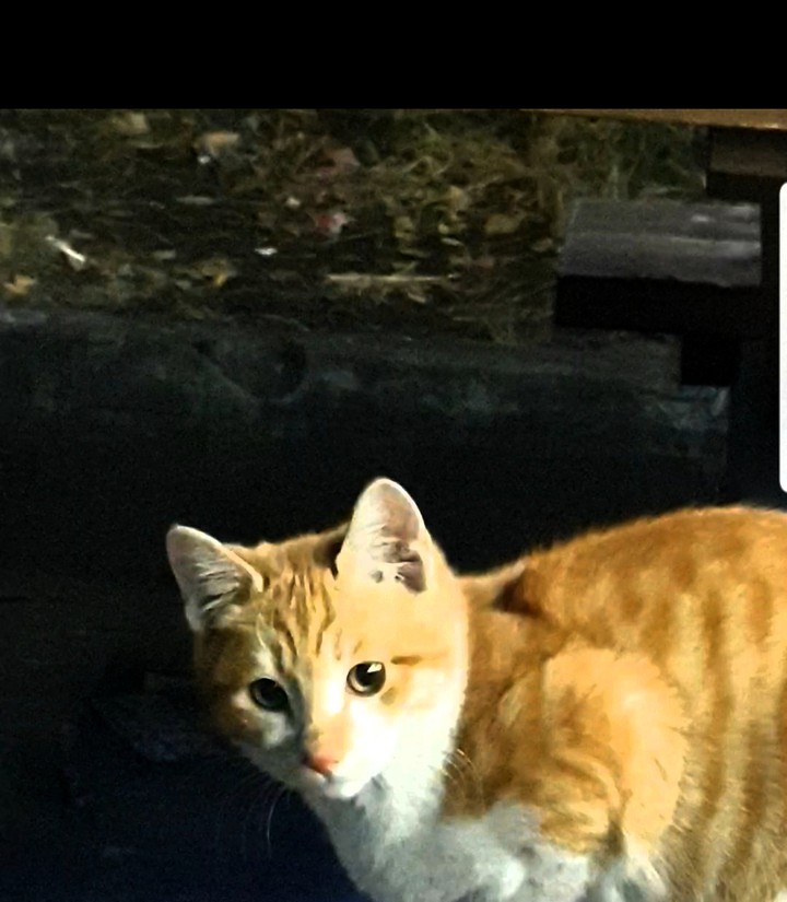 냥냥이