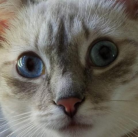 Nina