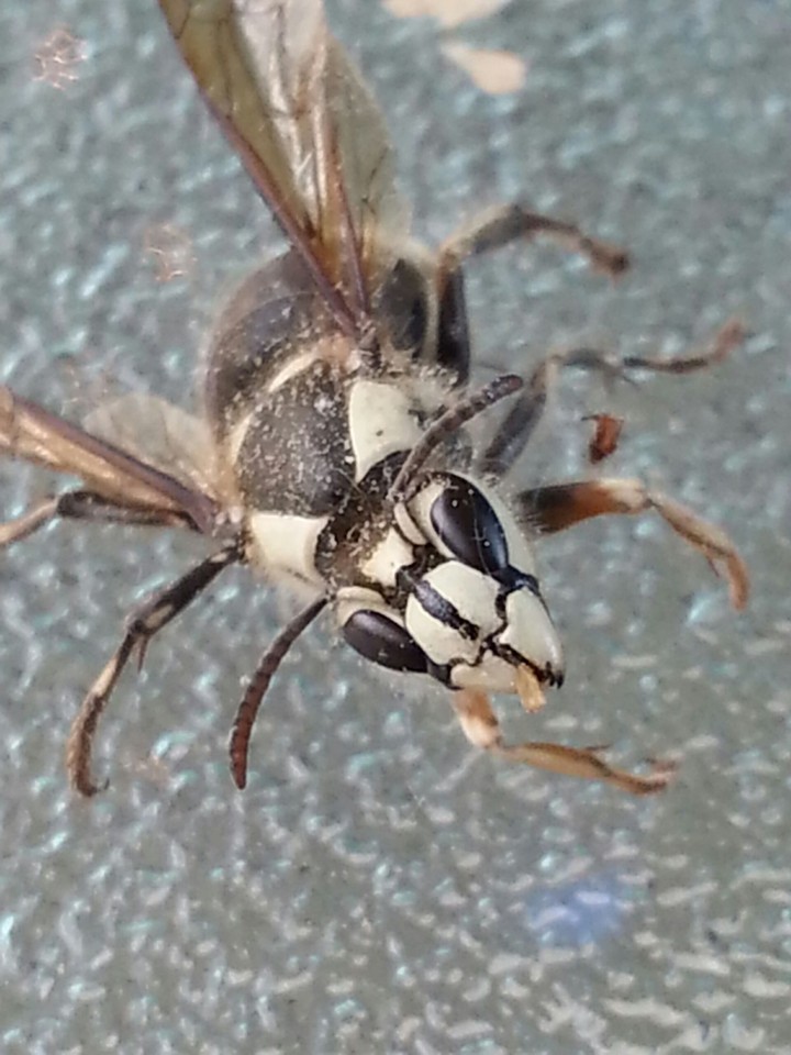 Buzz