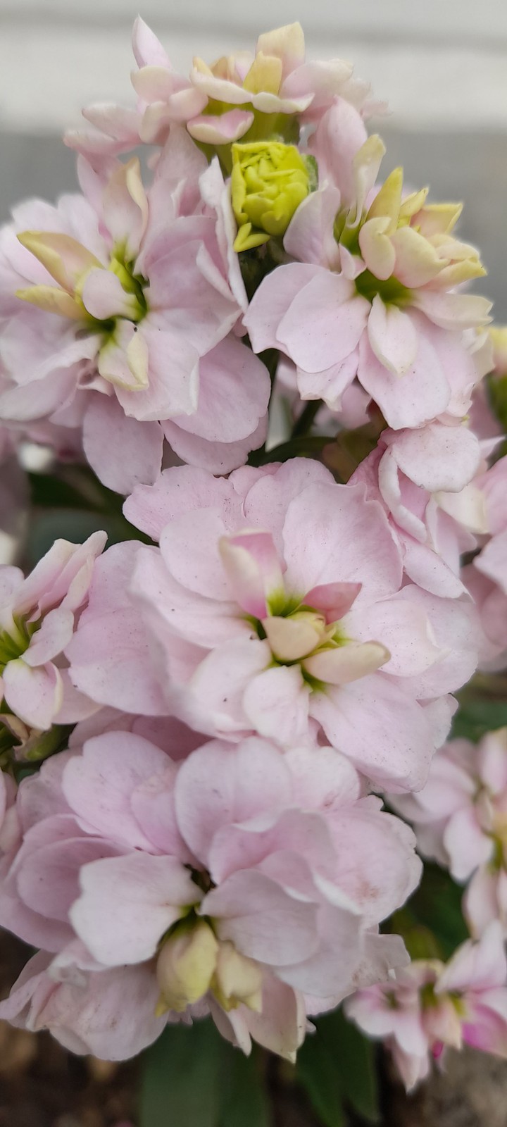 Flowerz