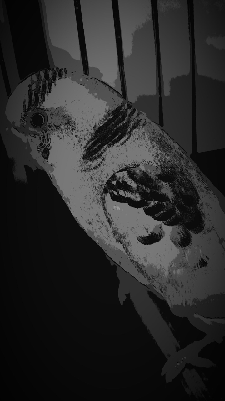 bird