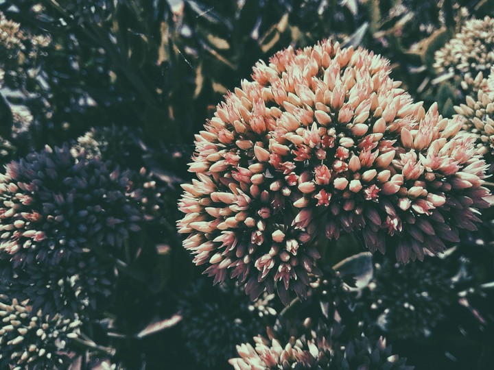 Flowers. Цветы