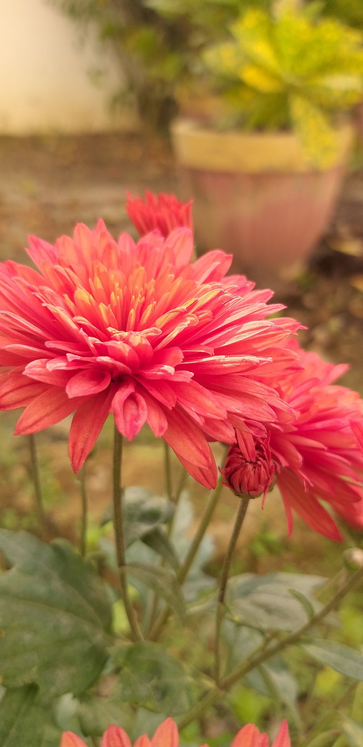 Dhalia