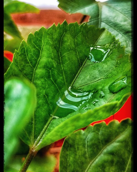 water drops on leaf