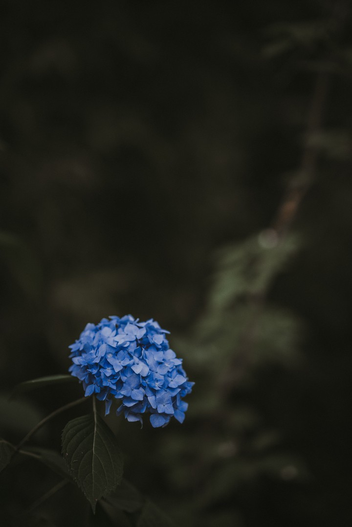 Hydrangea Blue Inflorescence Leaves