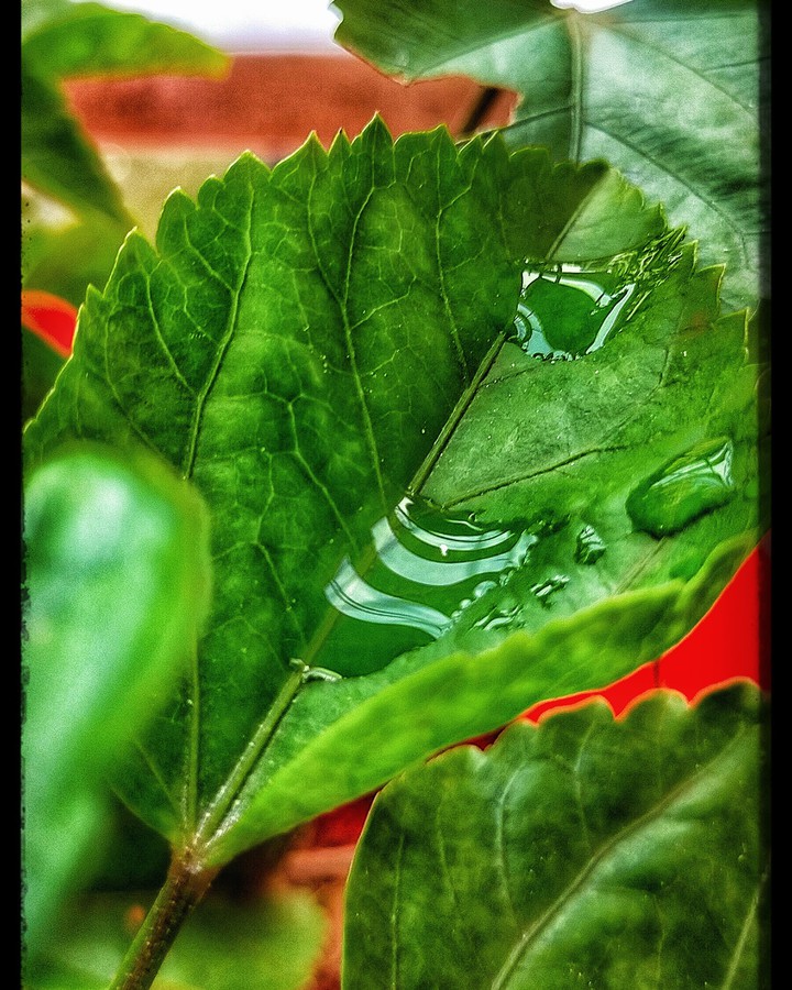 water drops on leaf